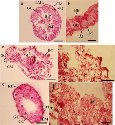 Methanolic Extract of Winter Cherry Causes Morpho-Histological and Immunological Ailments in Mulberry Pyralid Glyphodes pyloalis